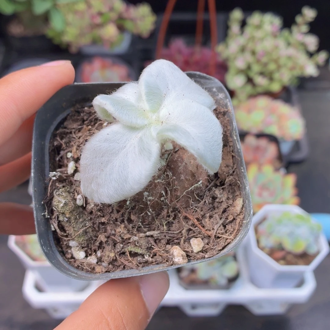 断崖女王多肉9.9包邮发货