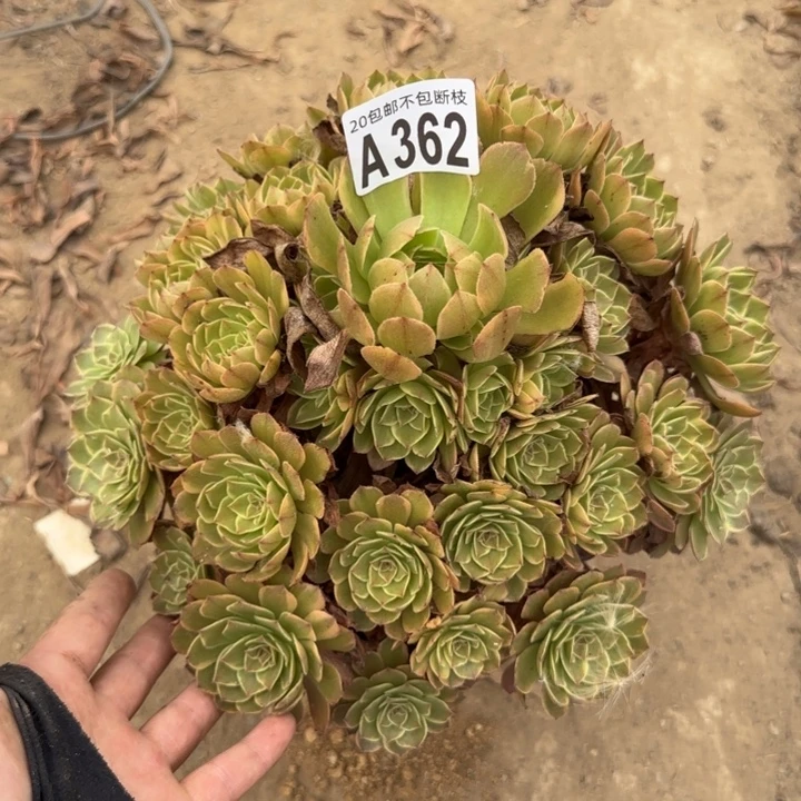 半夏……多肉植物……