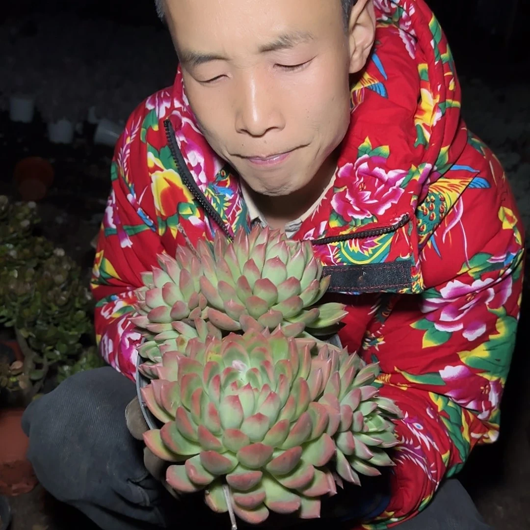 盆栽冰心公主多肉