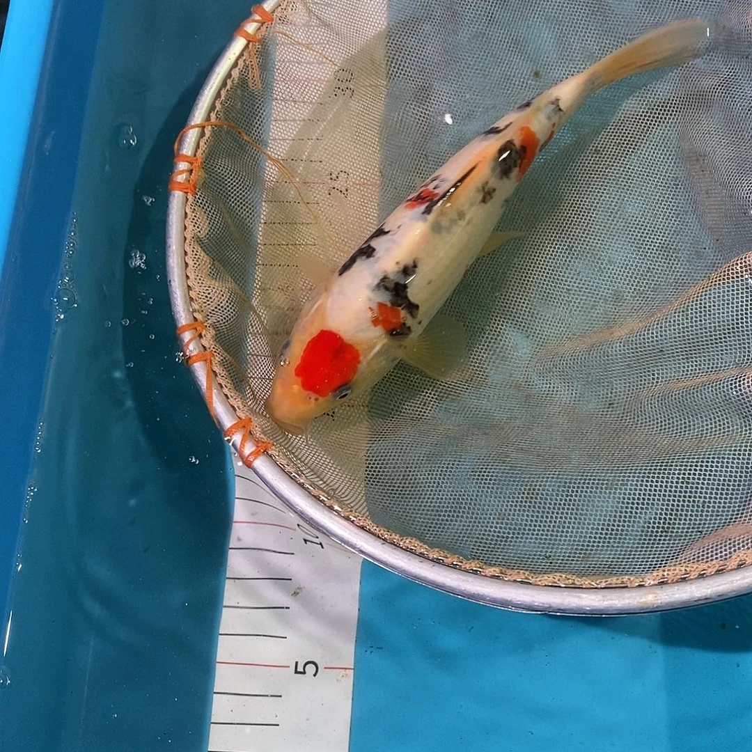 锦鲤红白大正三色包邮包损