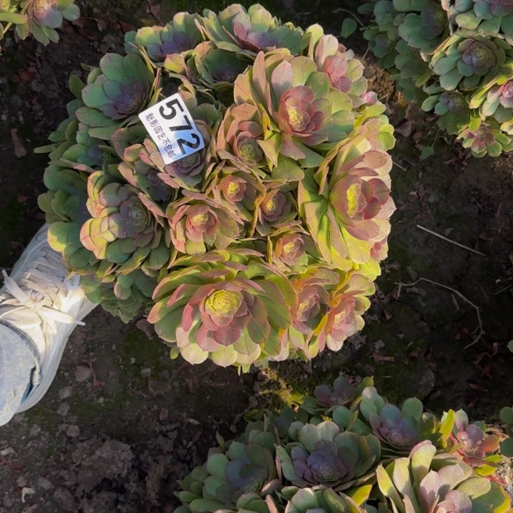 万圣节花27-41包邮花花