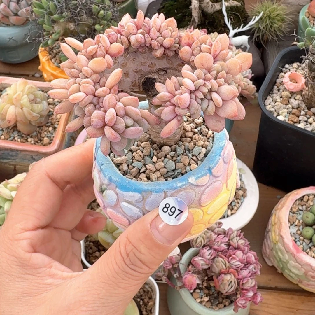 897 多肉含盆土 30元包邮 ➗偏远地区