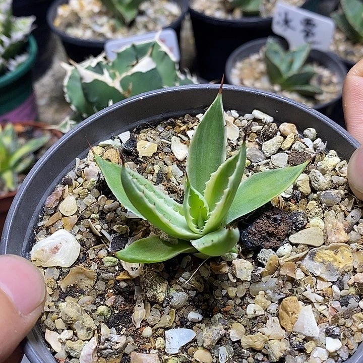 好***伴龙舌兰科耐旱沙生植物