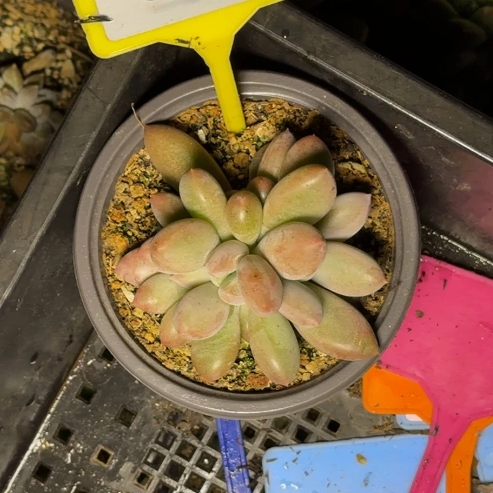 多肉植物哥特群863