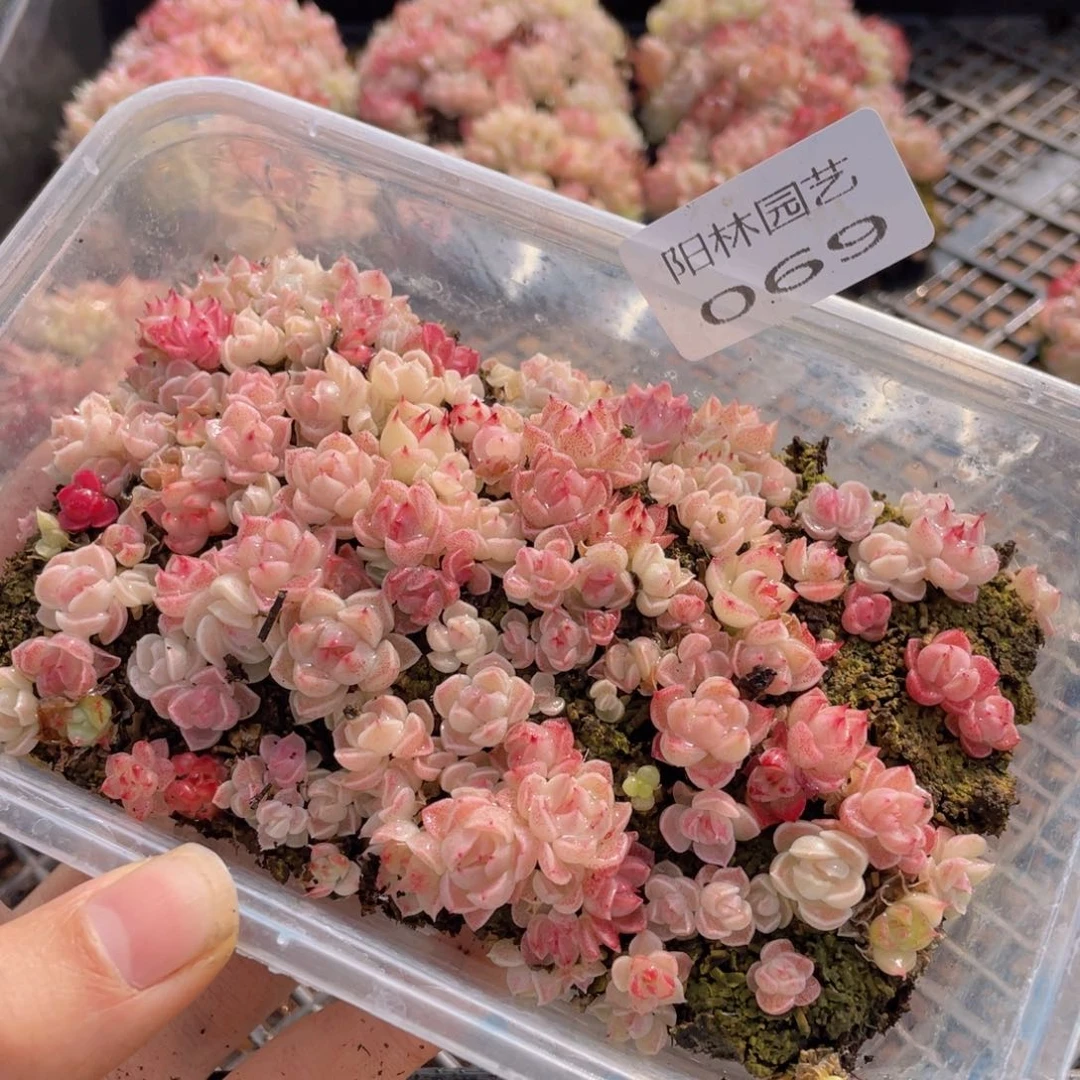 多肉植物多肉植物69