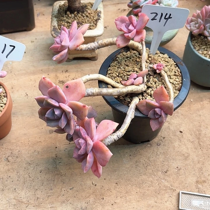 多肉植物，彩虹糖214号