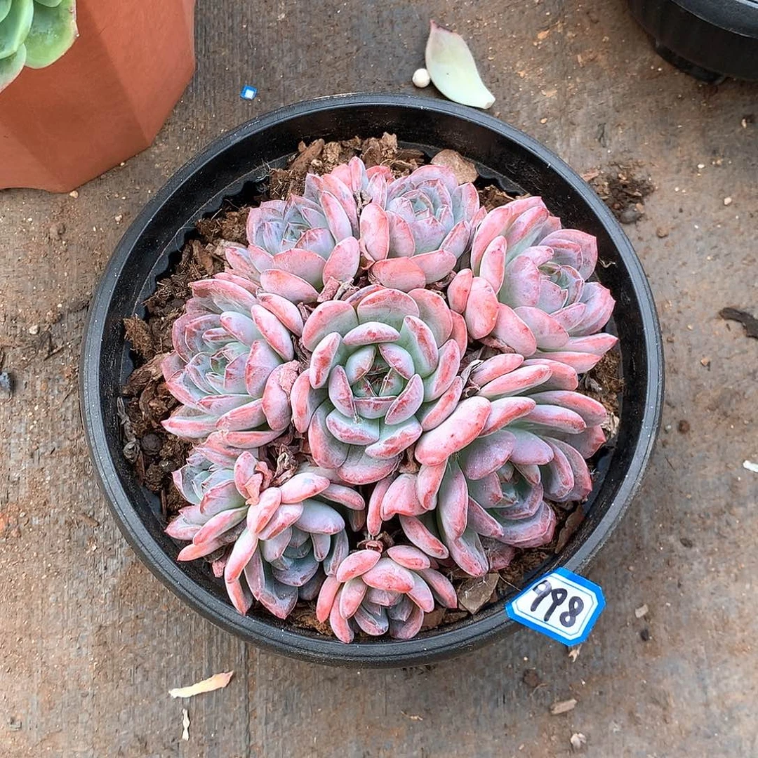 998全明星一物一拍多肉