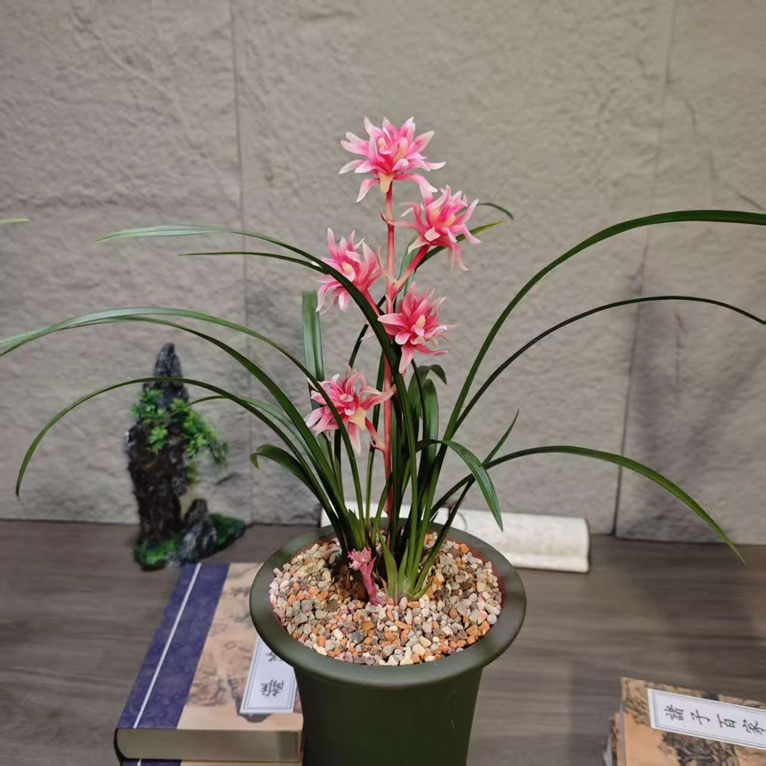 【凤鸣九天】首批上市！名贵奇花 稀有 高端兰花 浓香 花期长
