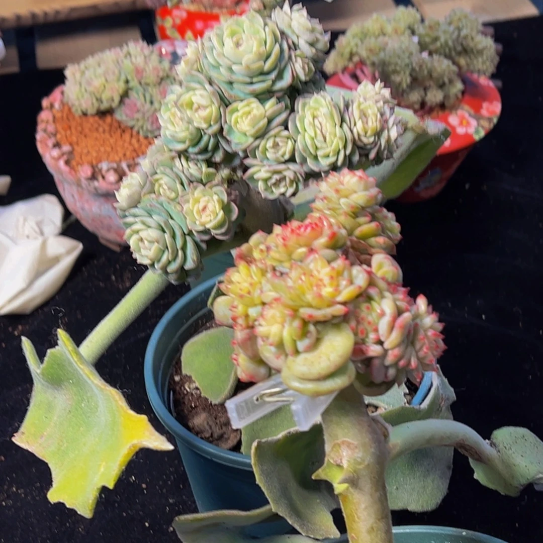 我***婆珍妮两颗带叶片会员已扣完总价2200