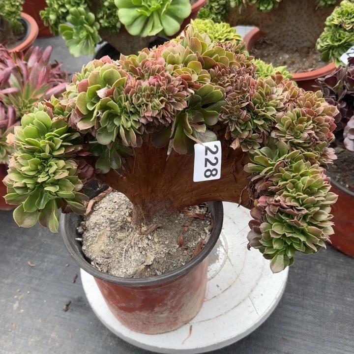 多肉植物生长发育228