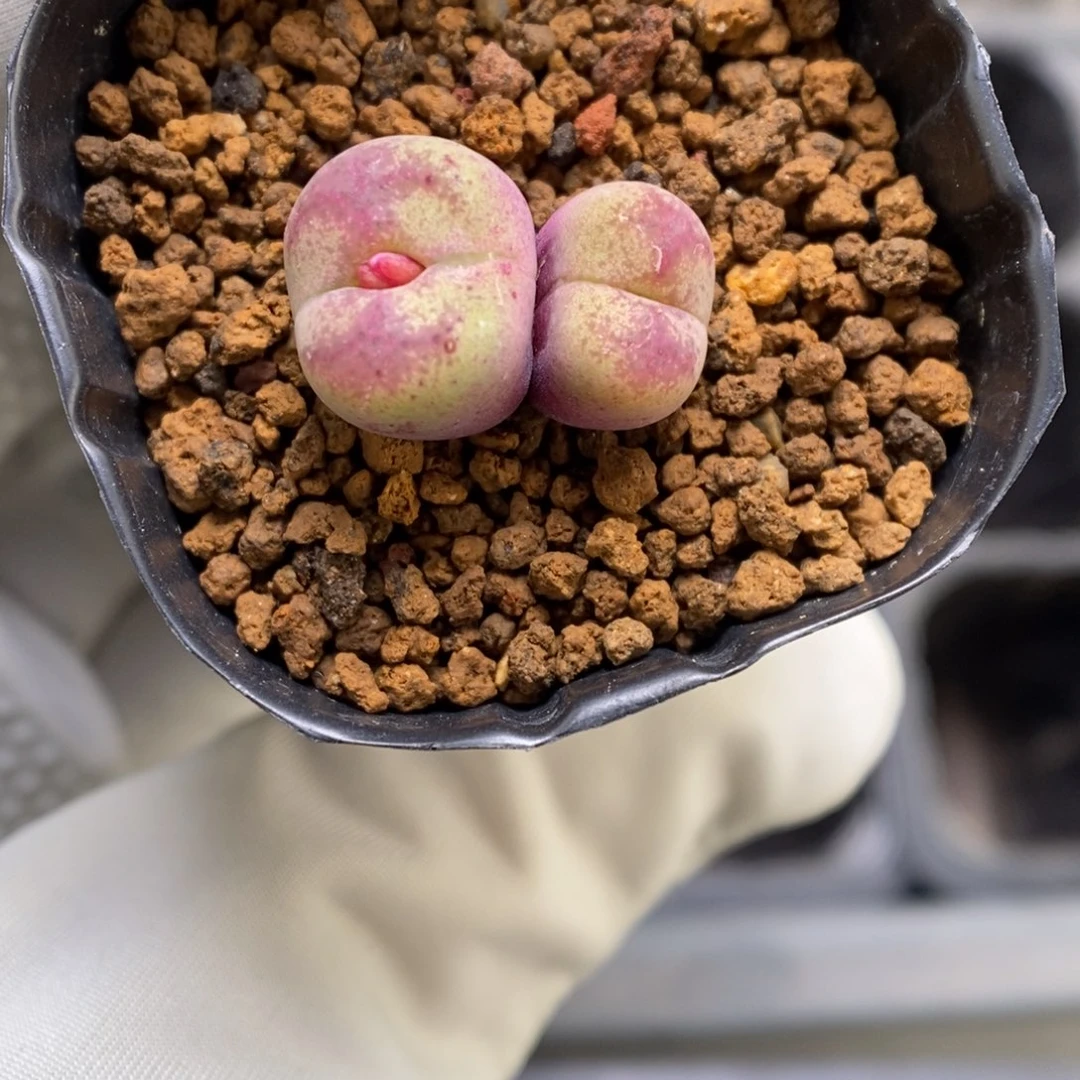 多肉植物肉锥杂交K-3731 KFG墨杂