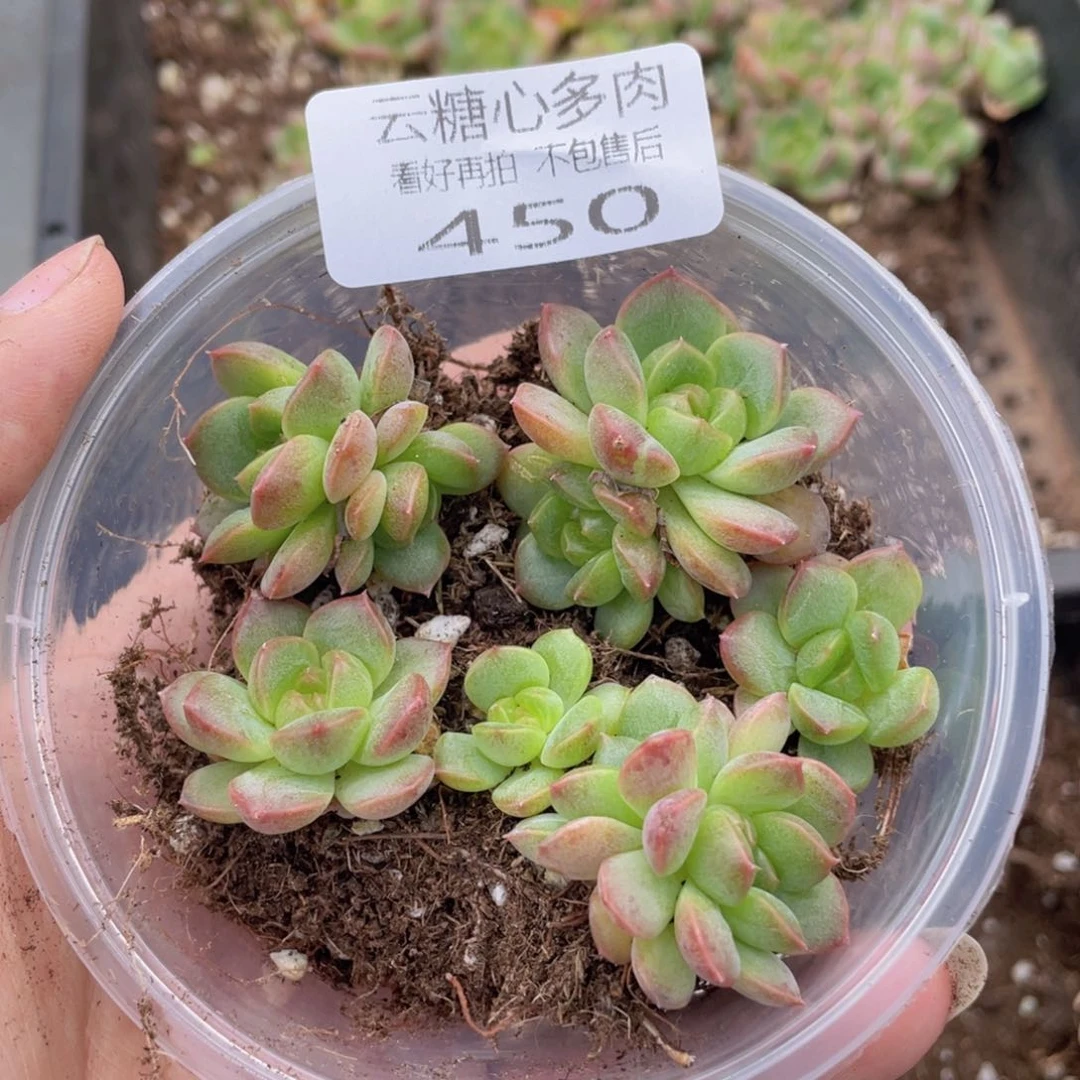 云糖心多肉植物450