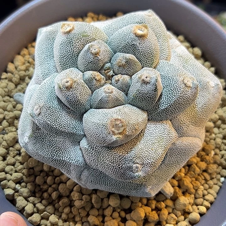 26号自根角尤恩冢11.1公分