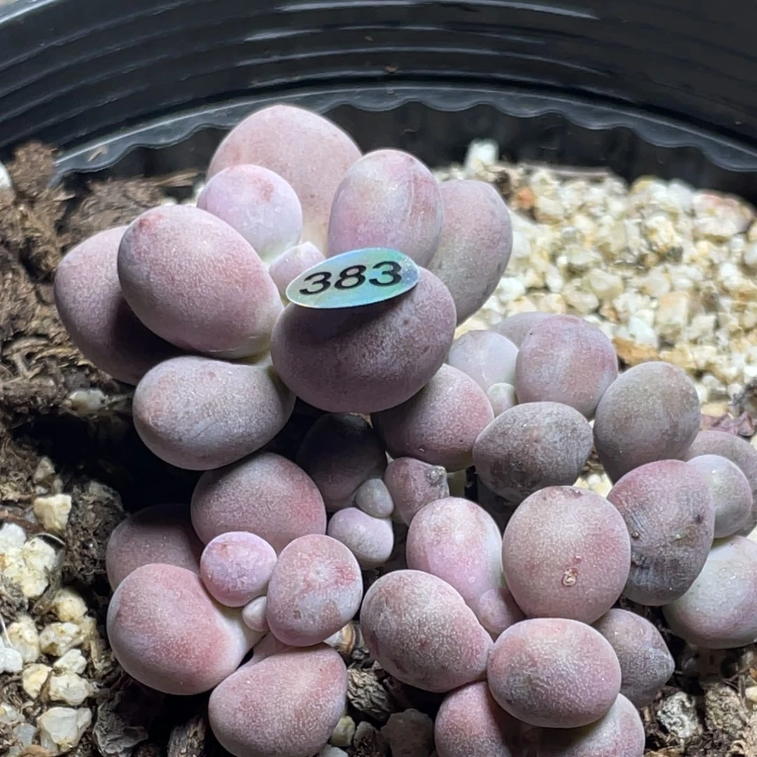 桃花奶酪多肉植物