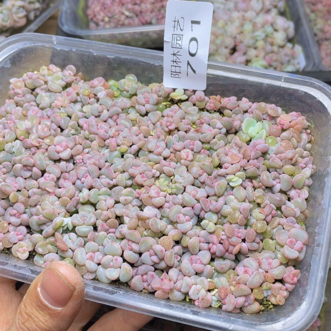 迷****k多肉植物多肉植物701