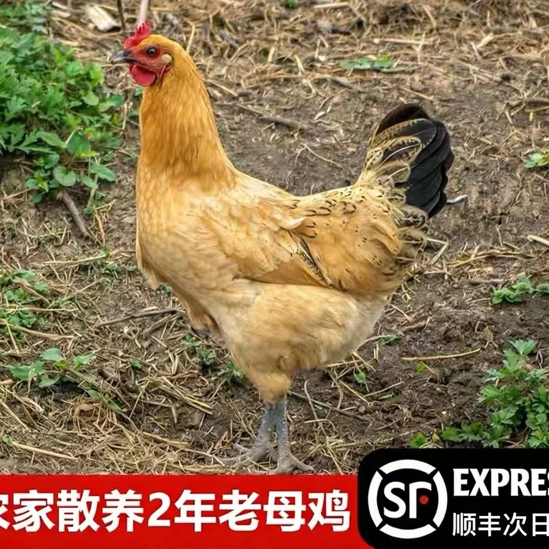 9【猪山】买3送1到手4只 农家散养两年老母鸡 新鲜宰杀 急冻锁鲜