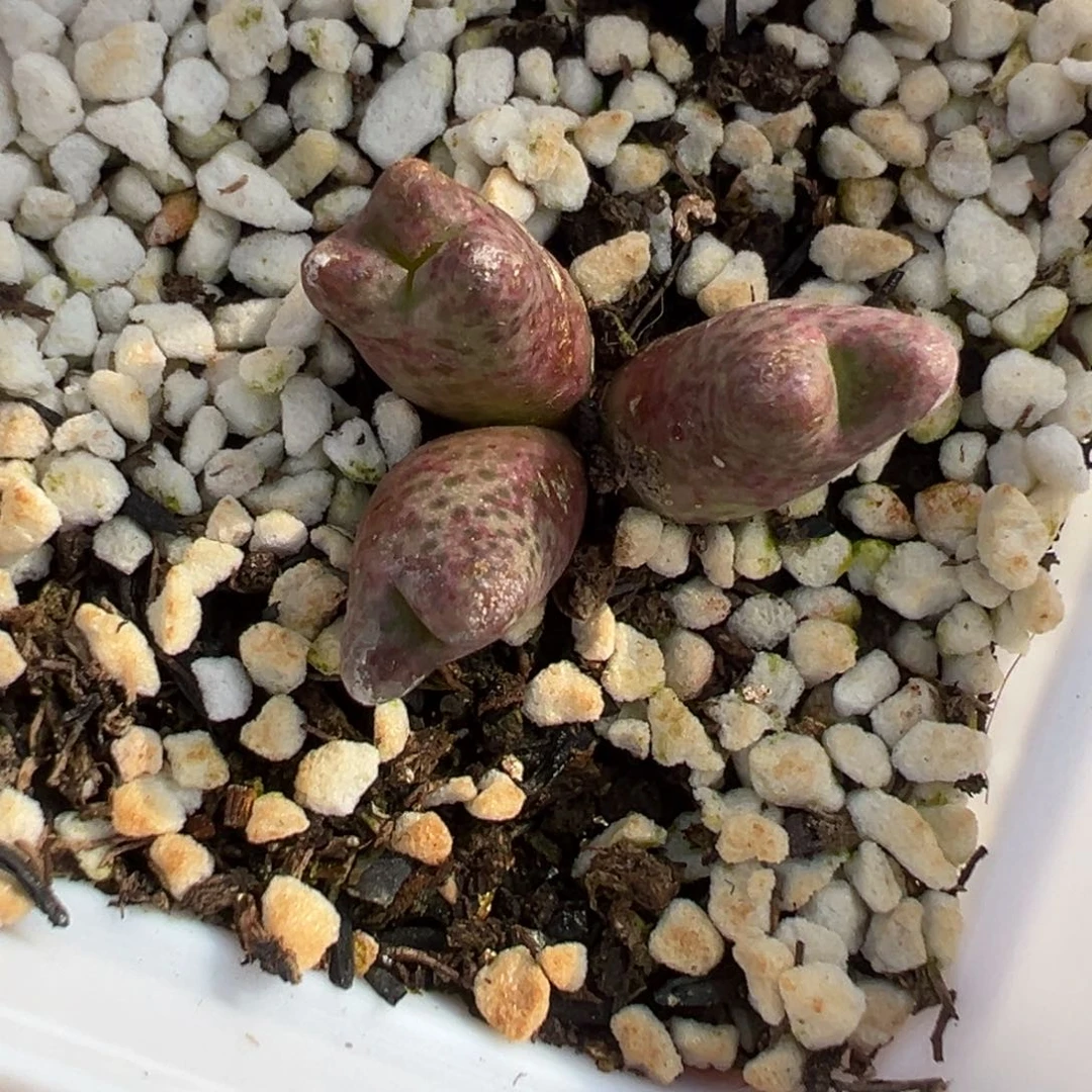 【闪购商品】1125……