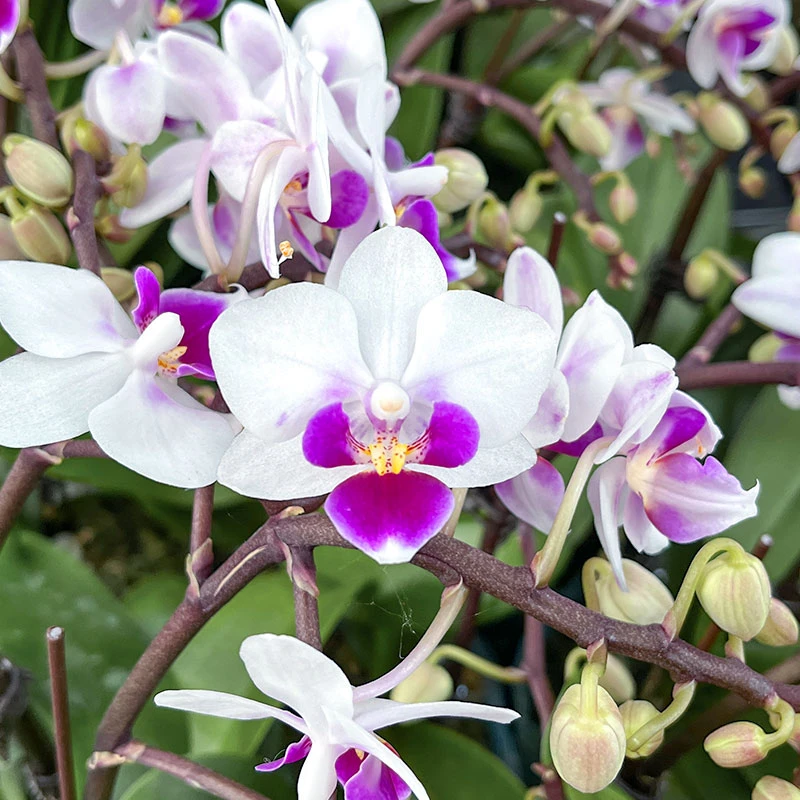 蝴蝶兰[林茨]带花带苞昆明源头基地直发发货原产