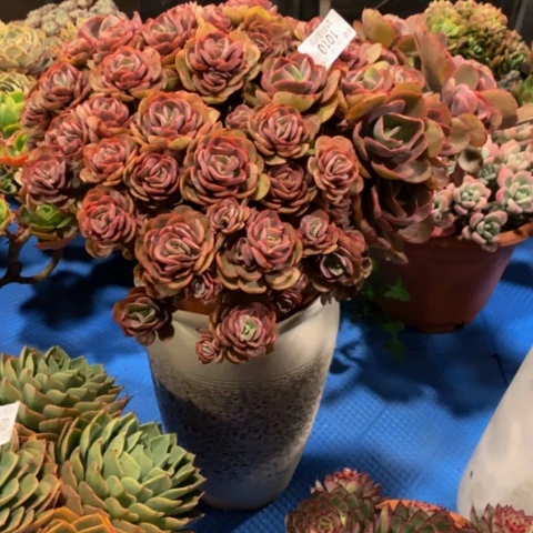 嵗**戨1010秀妍多肉