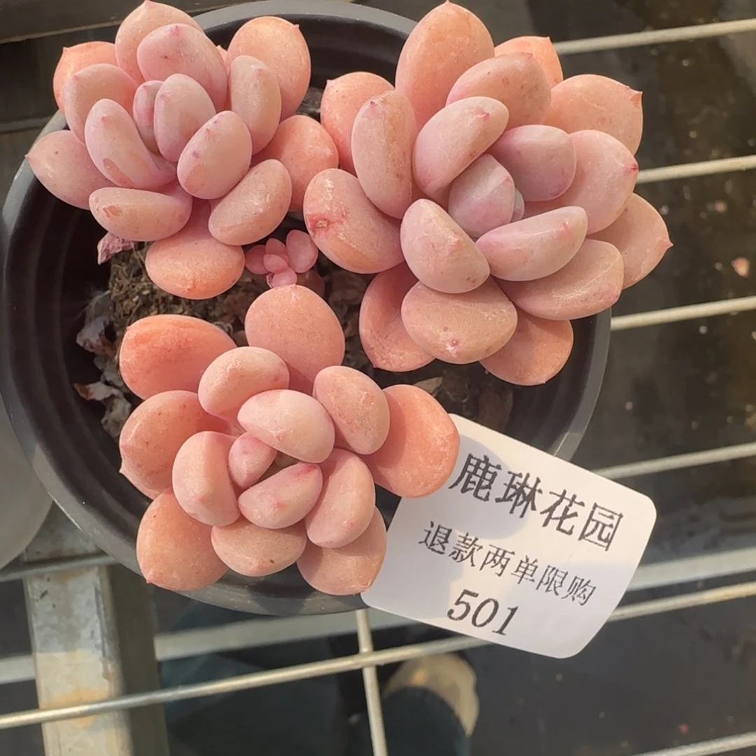 多肉很小看清楚下单拒绝非品质售后501