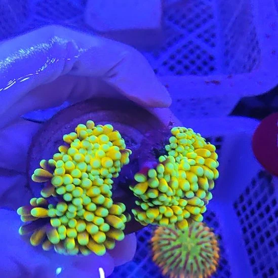 智海海洋珊瑚馆 竞拍链接
