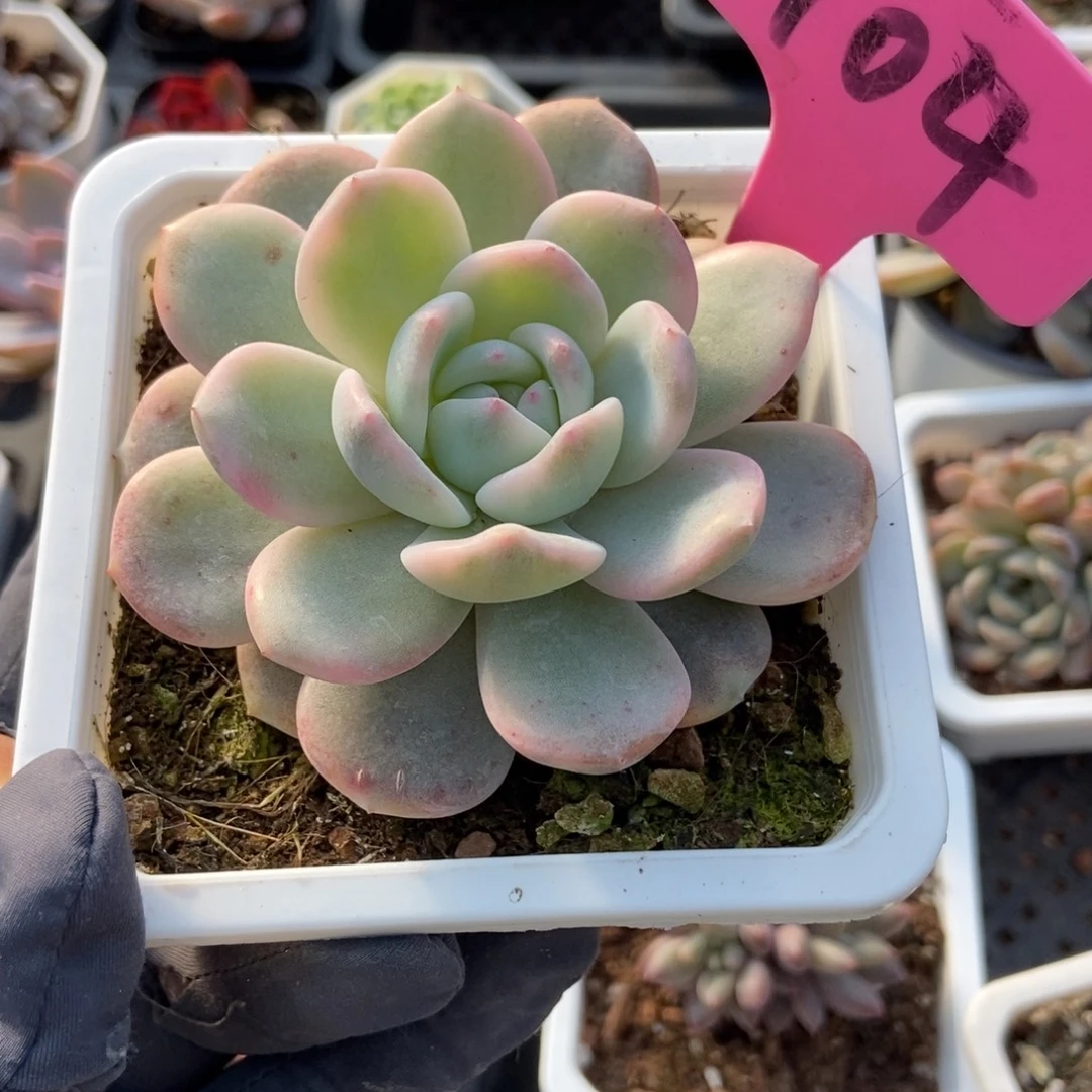 104梦露锦多肉植物多肉