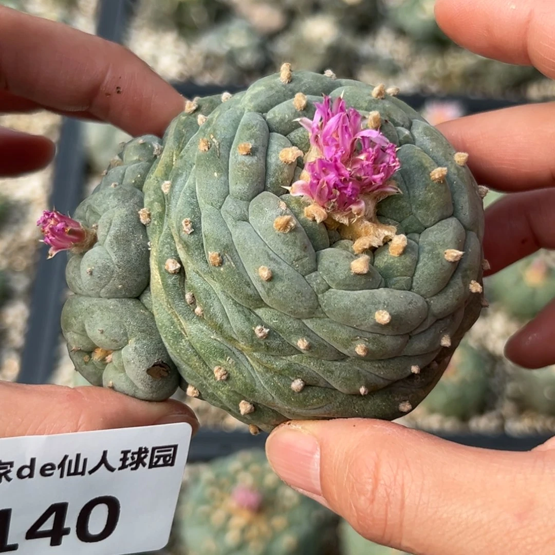 140 根点 仙人球的故事