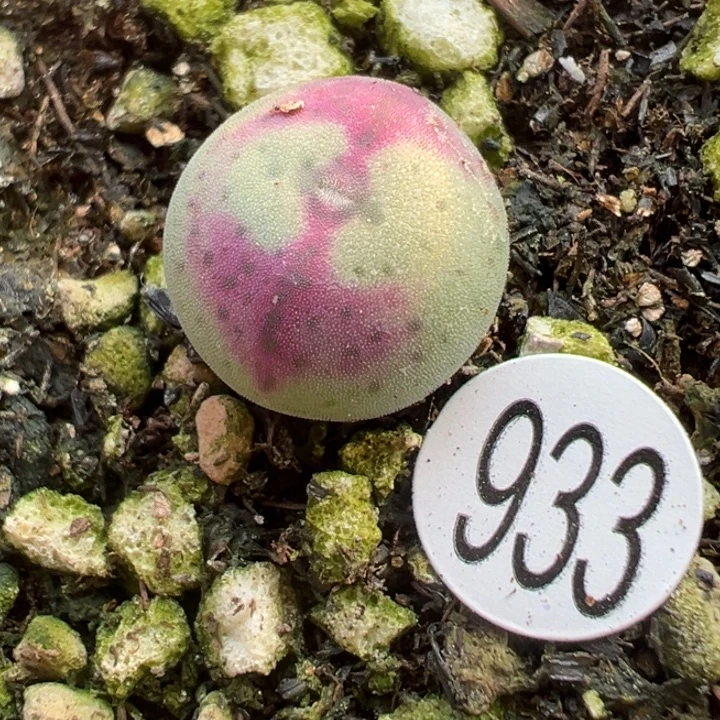 嗨***晟933号11111111 满30包邮