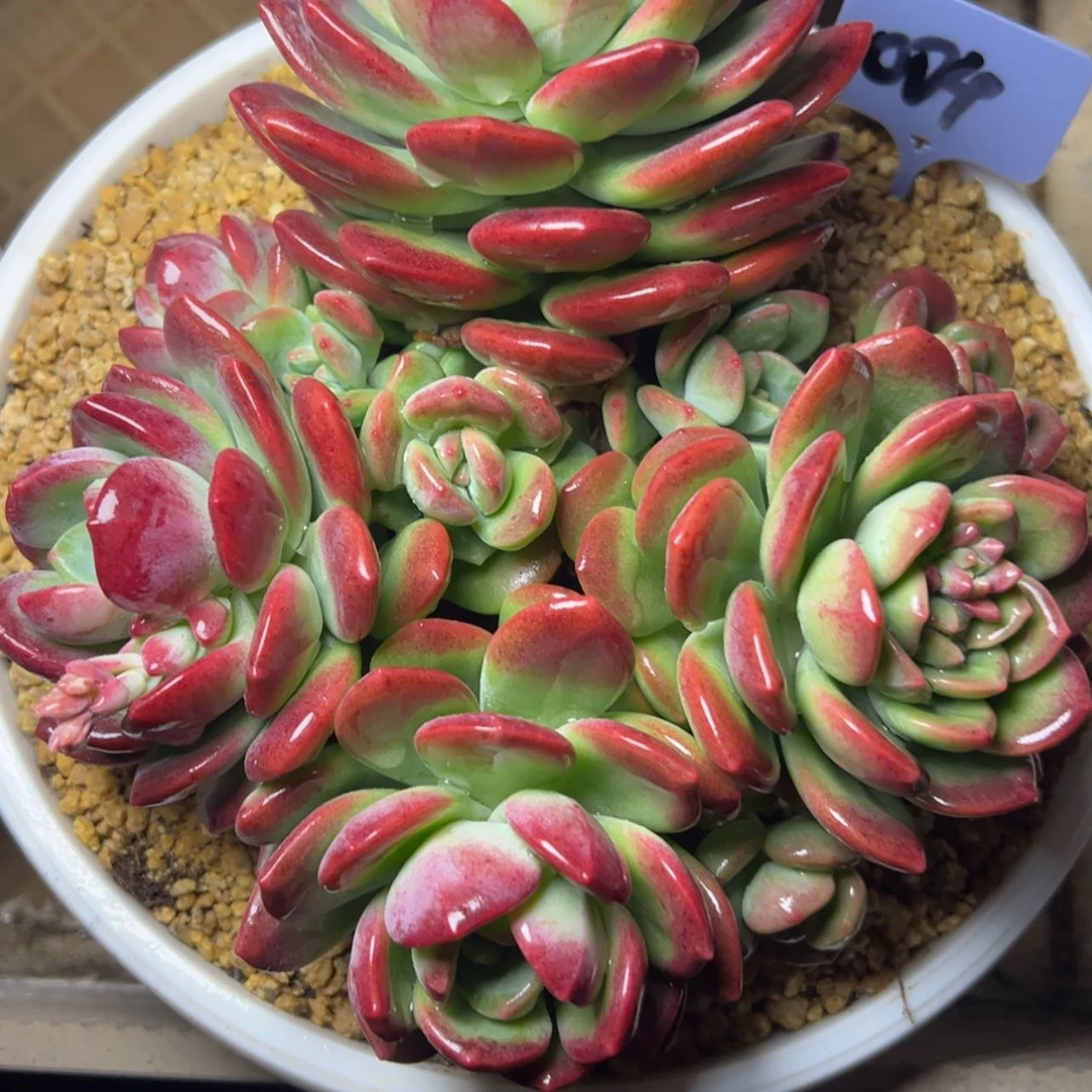 【闪购商品】004聚宝盆多肉植物