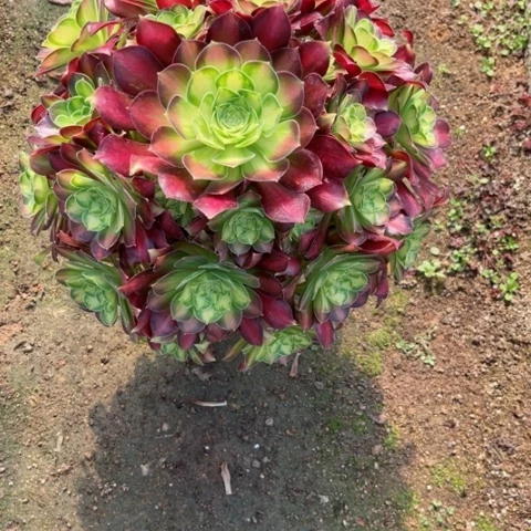 一****》多肉植物韶华锦。