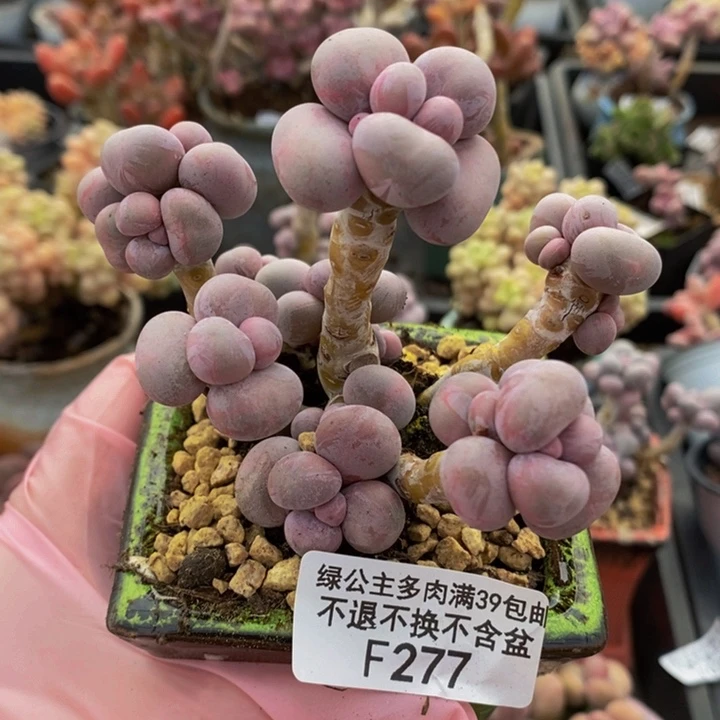 芭比奶洛老桩9cm277多肉植物