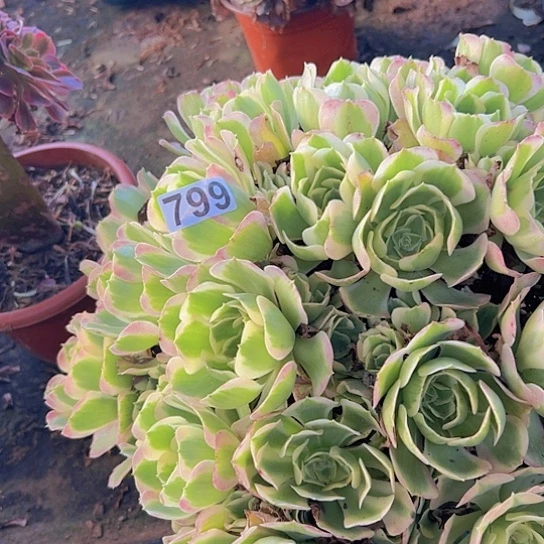 彩***虹多肉植物一个粉玲珑
