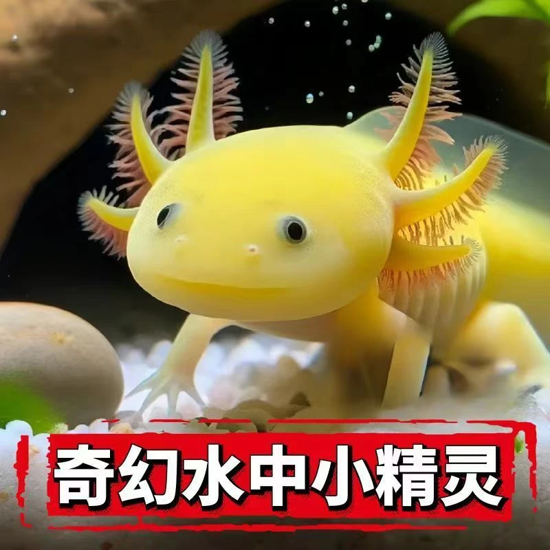 小瑕疵六角恐龙鱼蝾螈水族宠物活体淡水好养易活观赏鱼