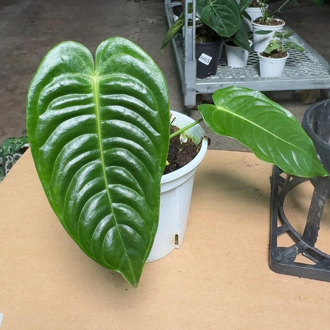 完全开放W126火鹤王花烛