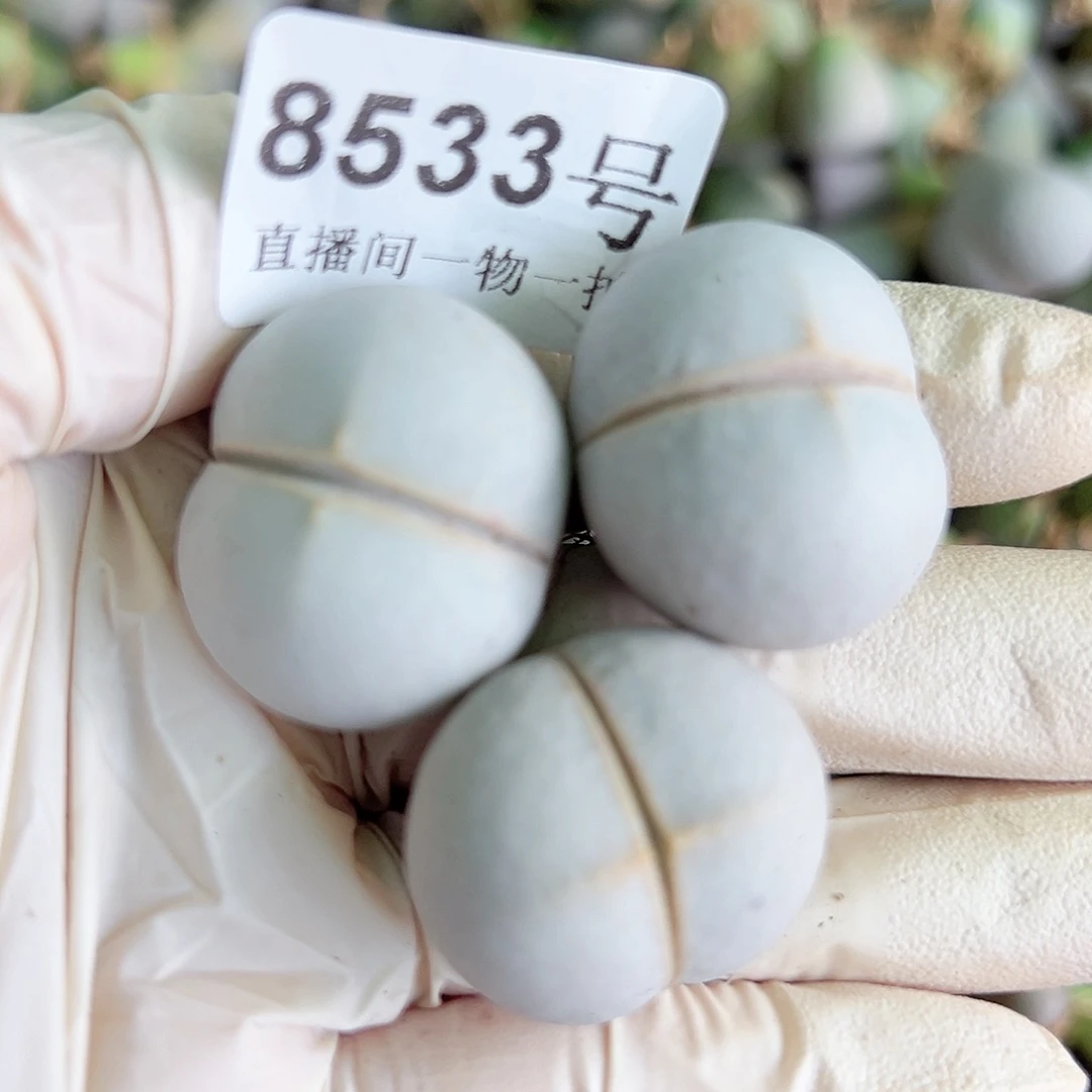 8533 好养易活生石花大母本3个福利