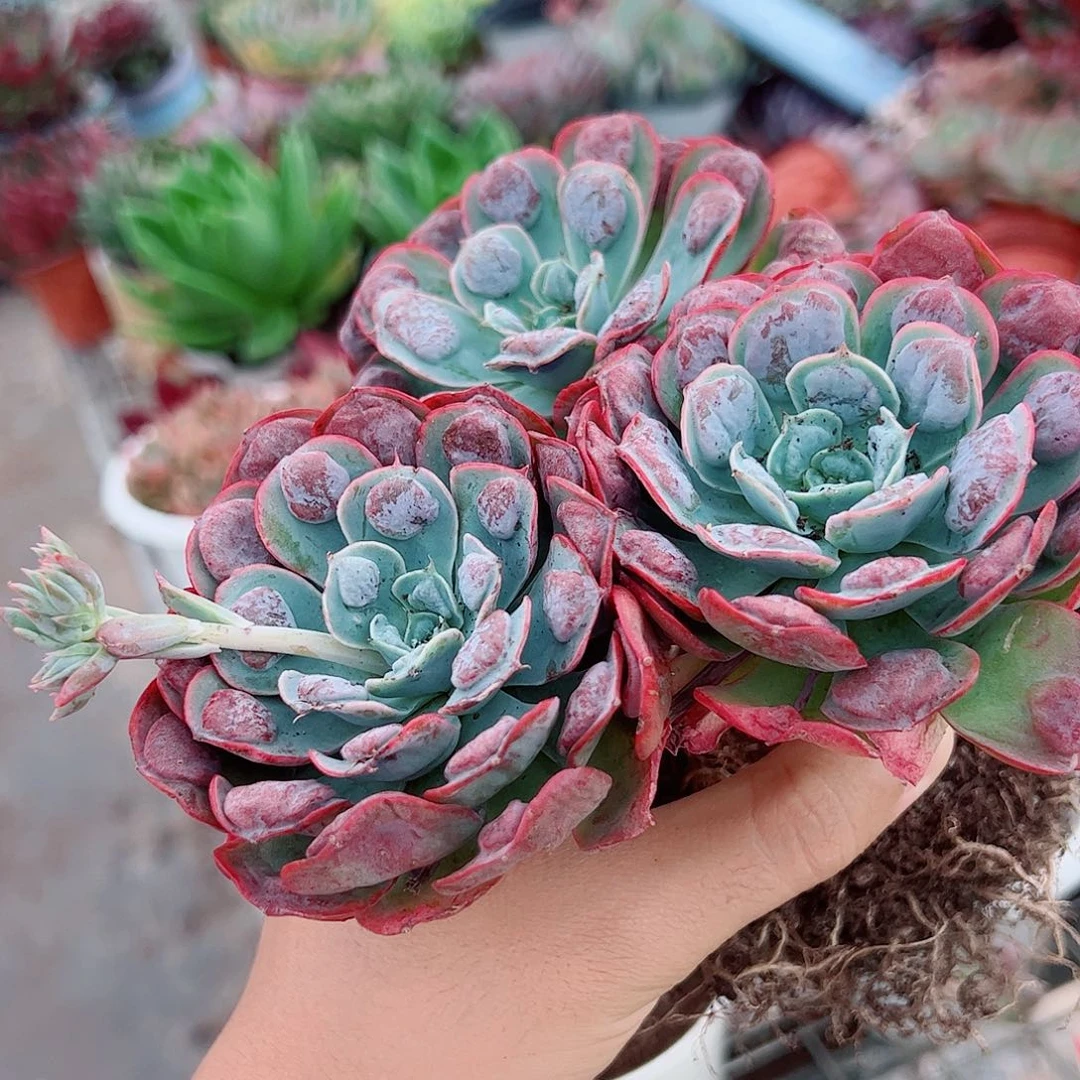 雨滴大单头老桩三盆