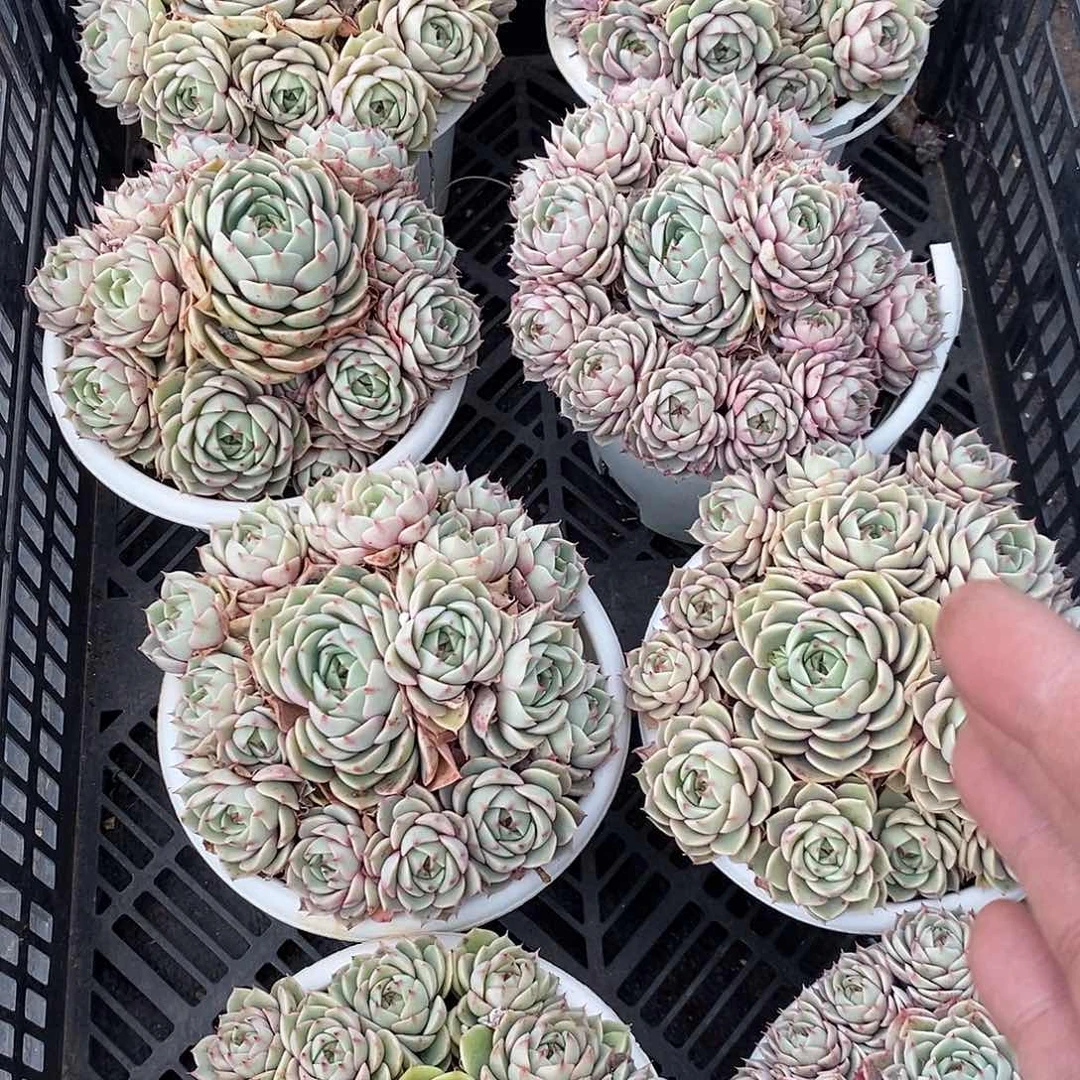 大的笨巴1颗多肉植物
