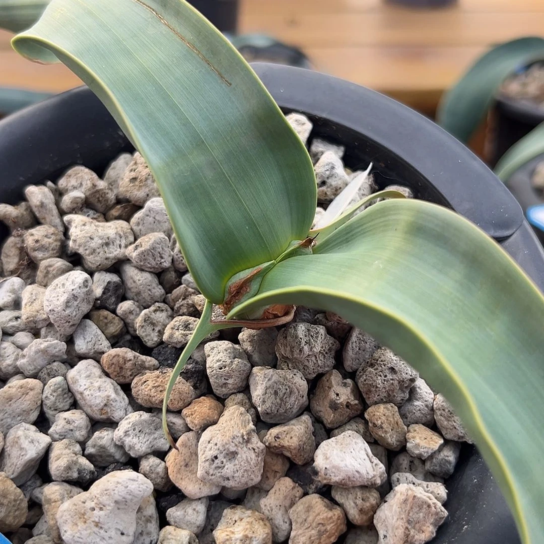 汤圆植物有金线百岁兰