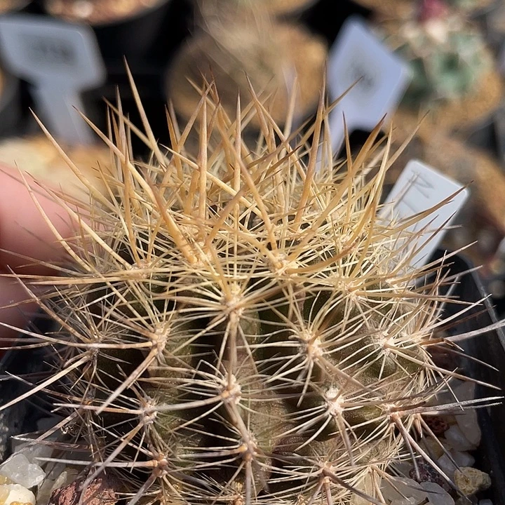 智利球实生裸根发货