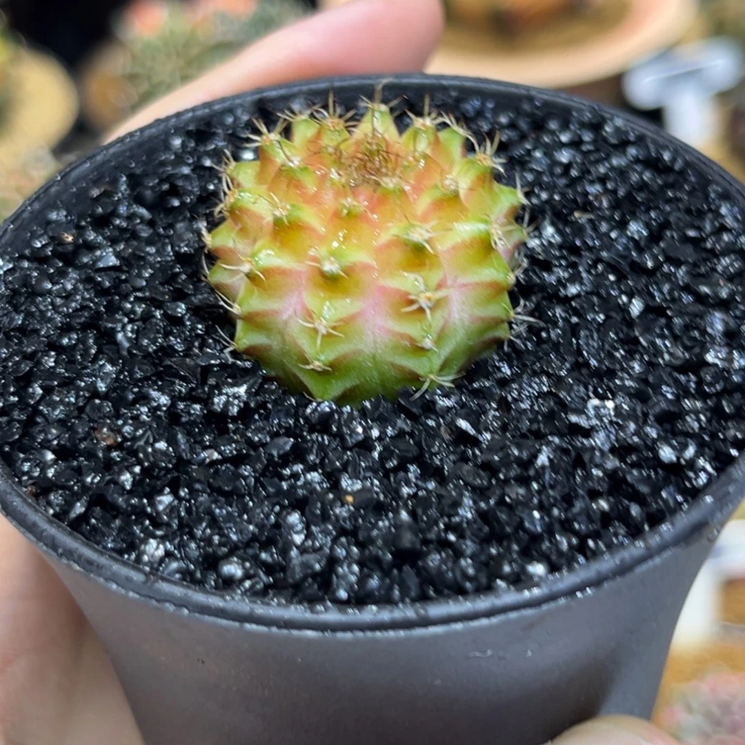 2.8cm泰系实生粉臀轮回