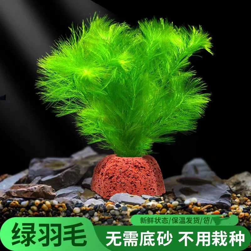 【孔雀玛丽专用】绿羽毛水草鱼缸2杯3杯5杯净水专用鱼缸造景真水草