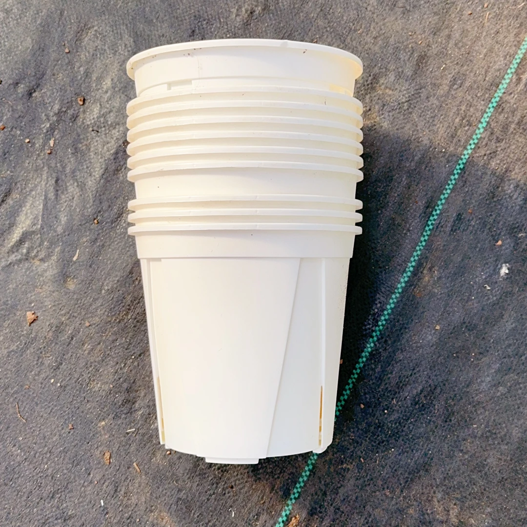 热带植物   青山盆两个（直径尺寸18cm）   以直播间展示为准