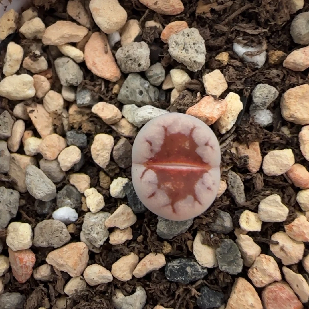 003二蜕小个子1344红热唇