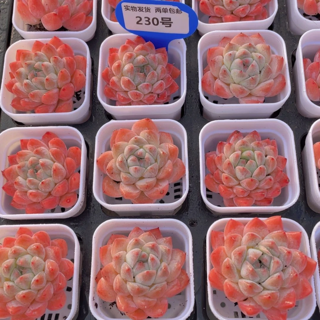 230号 优选西施佳人单头两个