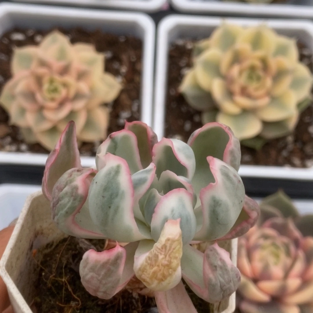 715伯克利锦锦锦锦锦锦锦
