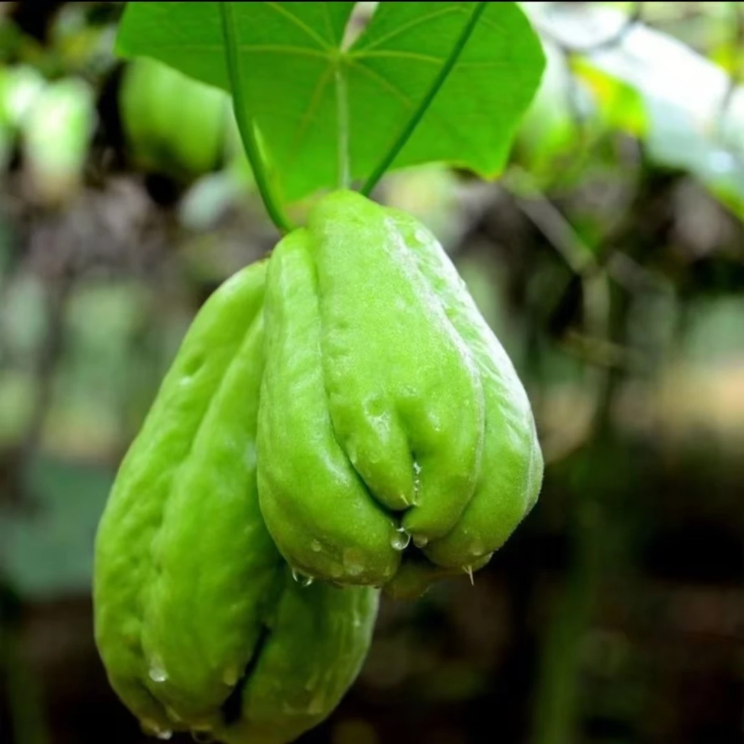 云南高山佛手瓜窝瓜农家自种新鲜时令蔬菜脆嫩