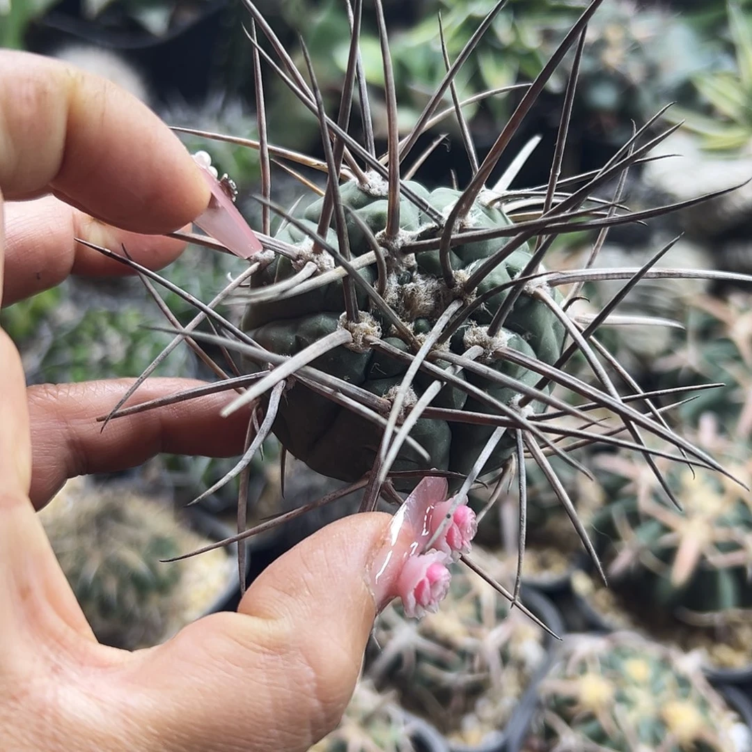 超刺有根仙人球6666666