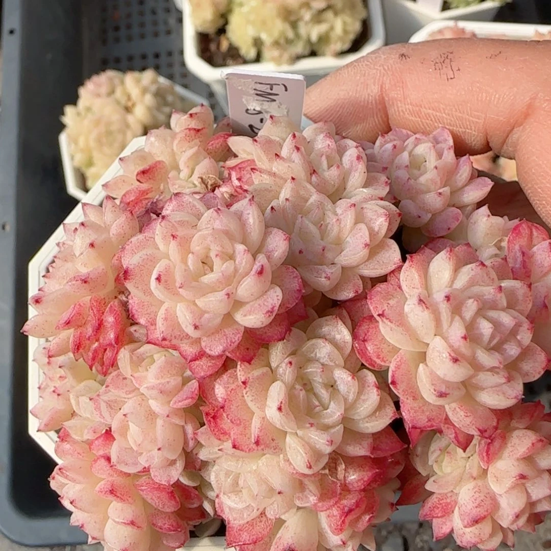 【闪购商品】0219-66（fm-8-2）