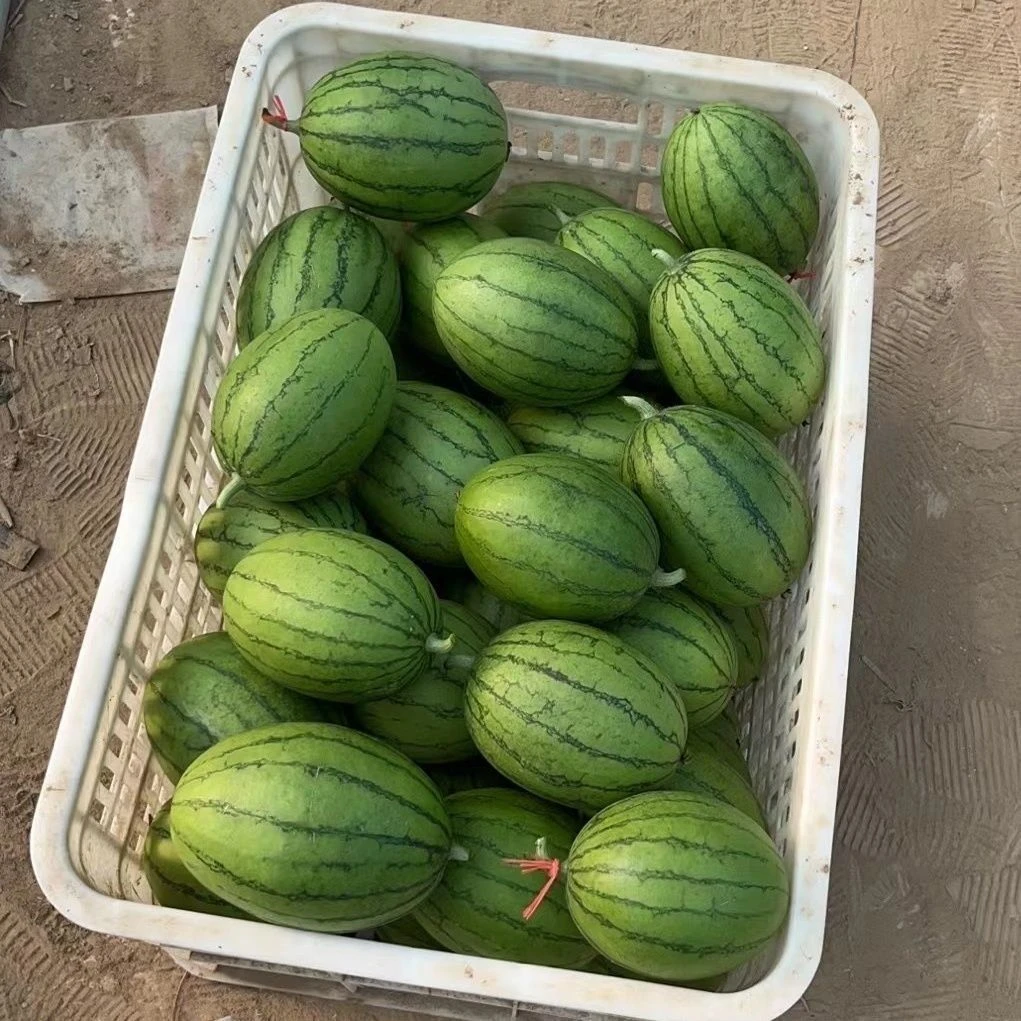 手撕2k冰糖小西瓜头茬袖珍西瓜皮薄肉脆小糖丸当季红瓤小西瓜