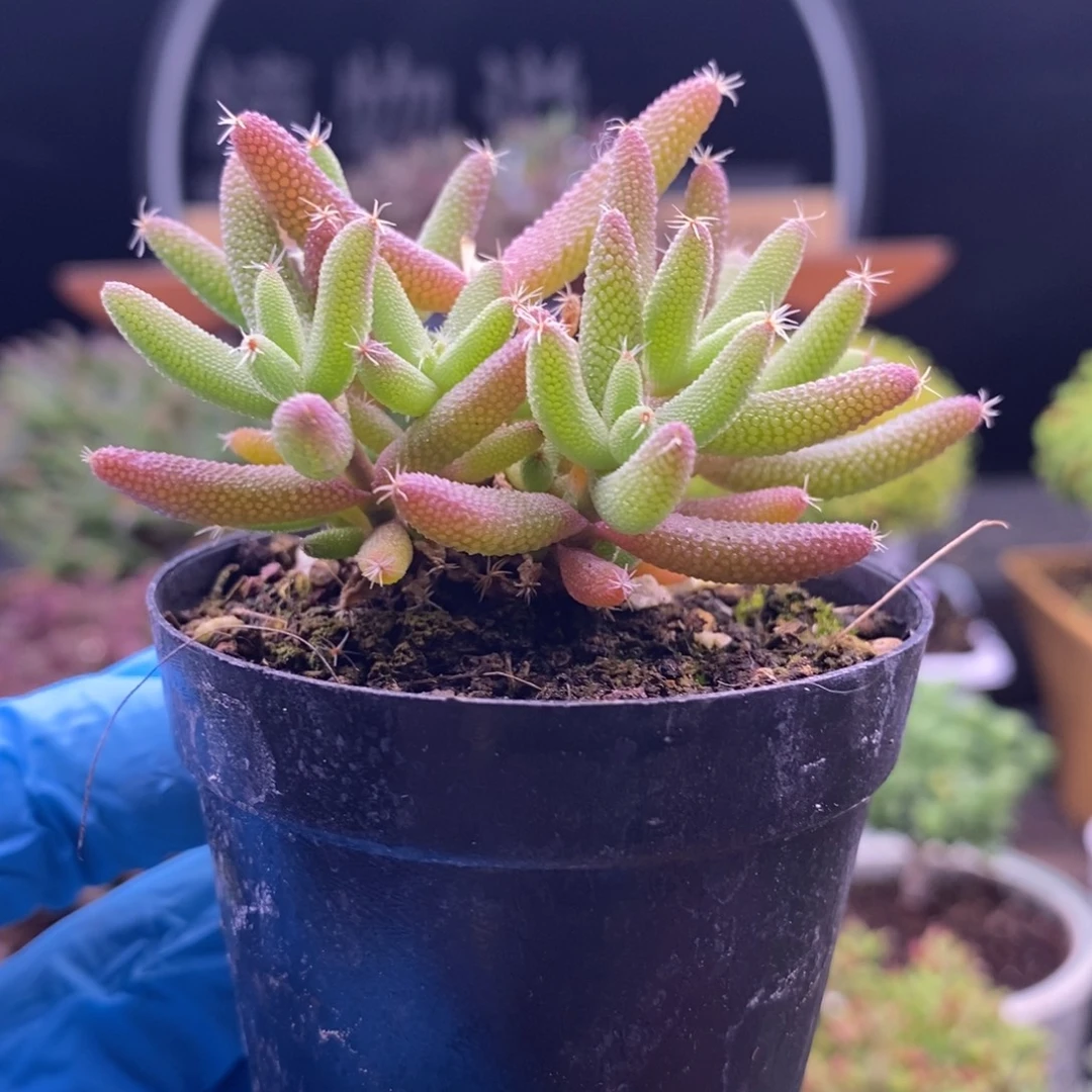 琪***妈788玉米。